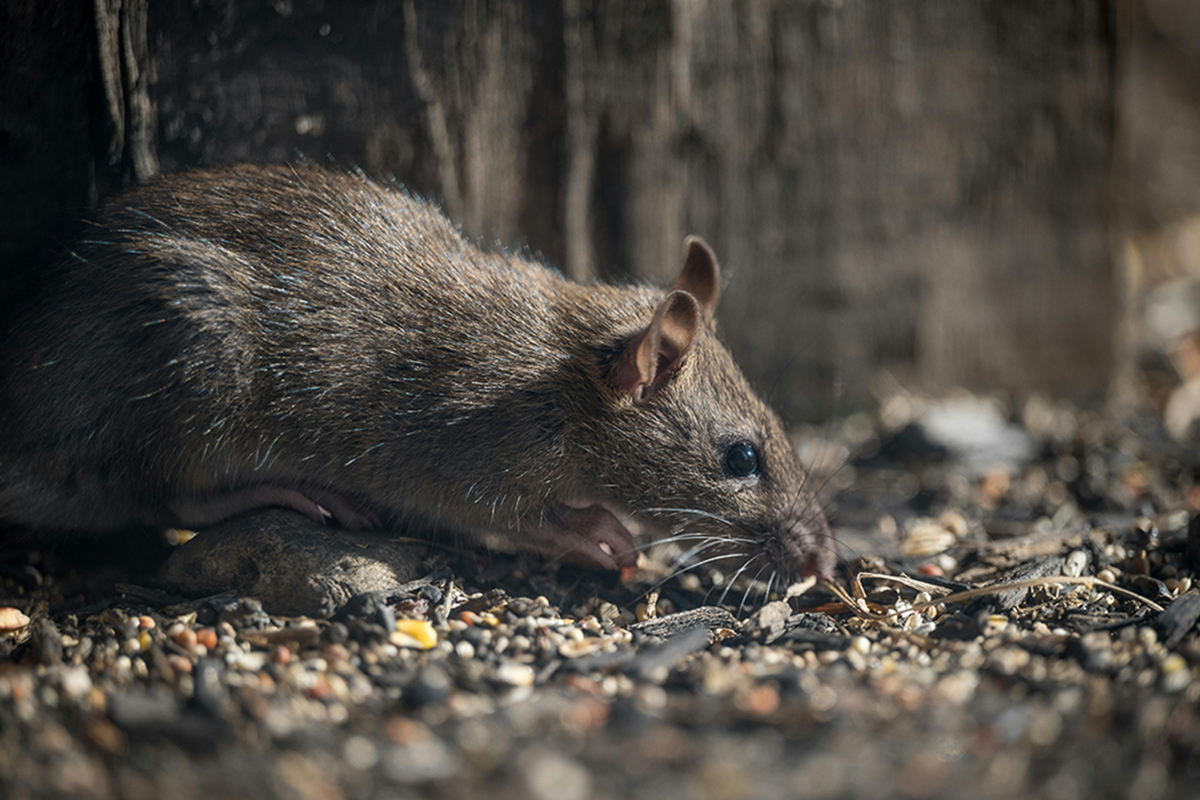 Donkers Plaagdierbeheersing voor Ongediertebestrijding op maat • donkers plaagdierbeheersing rat 4 Ongediertebestrijding op maat: Donkers Plaagdierbeheersing • Plaagdierbestrijding & Beheersing