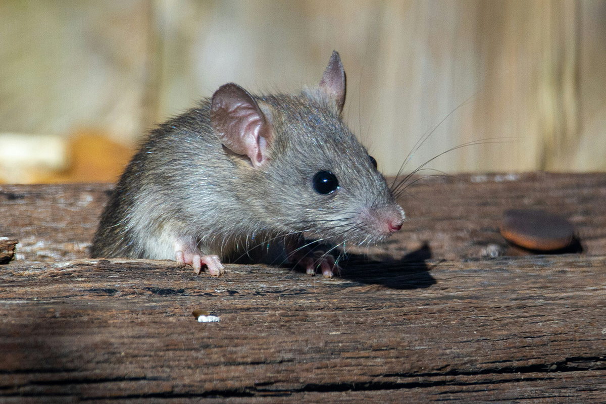 Donkers Plaagdierbeheersing voor Ongediertebestrijding op maat • donkers plaagdierbeheersing rat 7 Ongediertebestrijding op maat: Donkers Plaagdierbeheersing • Landerd